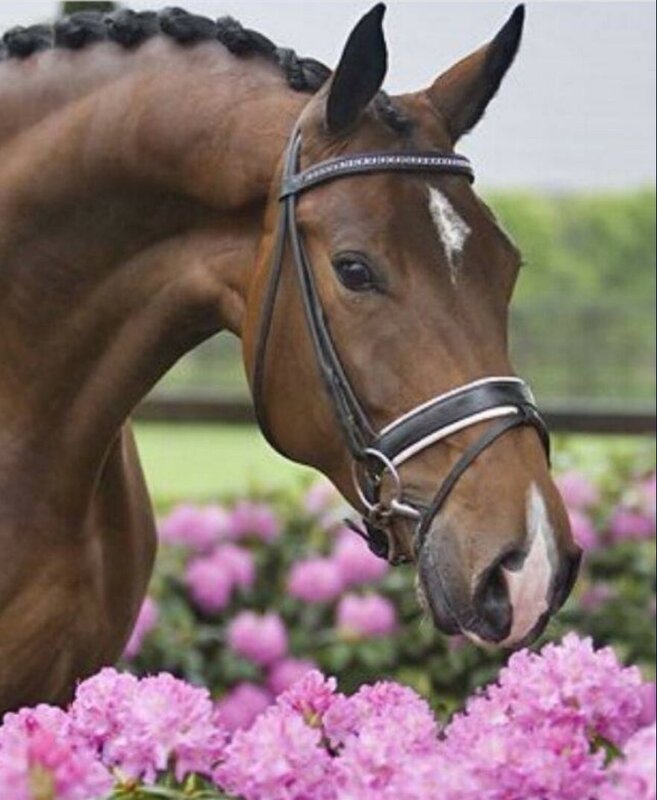 Vacature paardenarts