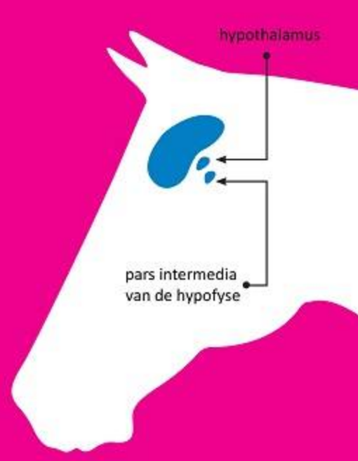 Kortingsactie PPID test 2025