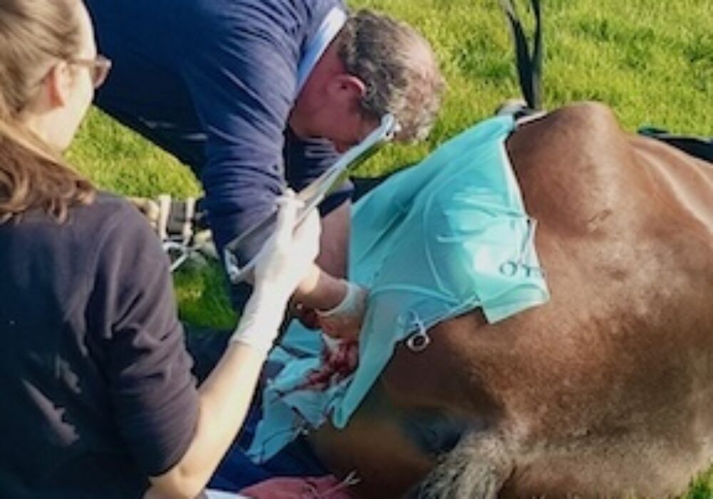dienstencastratie